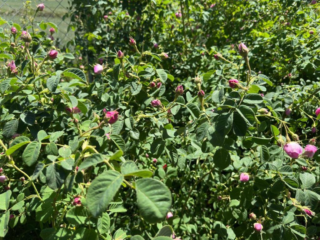 آغاز برداشت گل محمدی و بازدید کارشناسان ترویجی شرکت گیاهان دارویی بهدیس