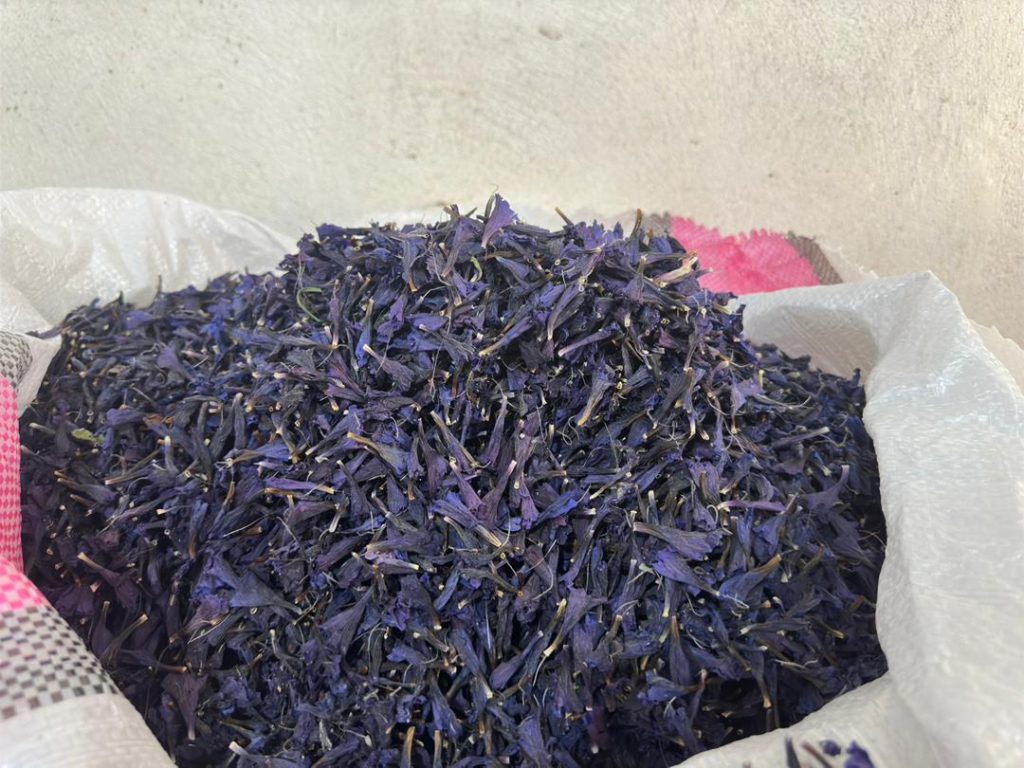 خرید مستقیم گیاهان دارویی بومی: فرصتی برای اشتغال‌زایی و حفظ منابع طبیعی